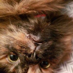 Meet your Posher, Brianna